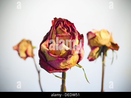 Three withered roses on a white background with vignetting. Stock Photo