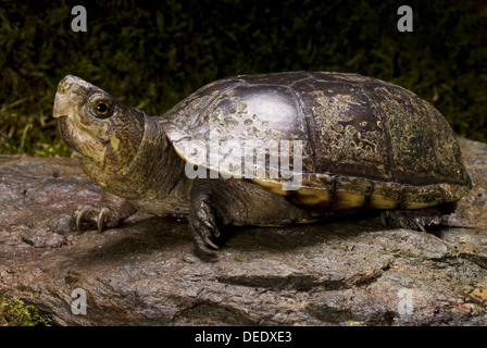 Eastern Mud Turtle, Kinosternon subrubrum Stock Photo