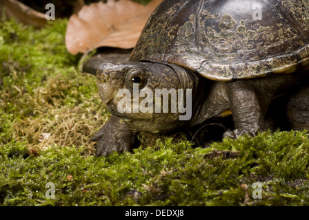 Eastern Mud Turtle, Kinosternon subrubrum Stock Photo