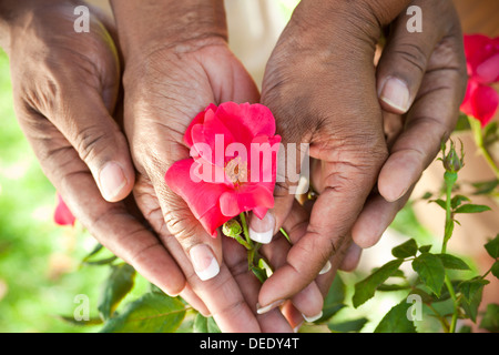 Close up of senior African American man & woman couple hands holding a red rose flower in a summer garden Stock Photo