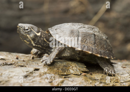 Common musk turtle, Sternotherus odoratus Stock Photo