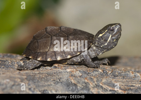 Common musk turtle, Sternotherus odoratus Stock Photo