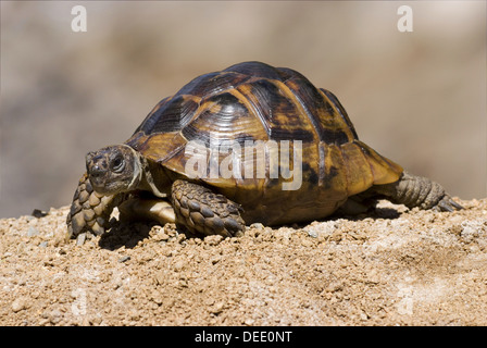 Mediterranean spur-thighed tortoise, Testudo graeca ibera Stock Photo