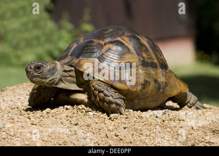 Mediterranean spur-thighed tortoise, Testudo graeca ibera Stock Photo