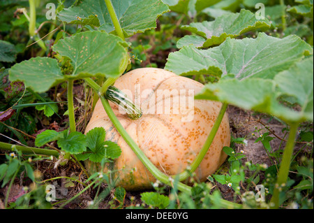 Single large pumpkin grow in ground Stock Photo