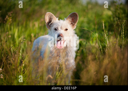 Single white stray tyke dog in meadow Stock Photo