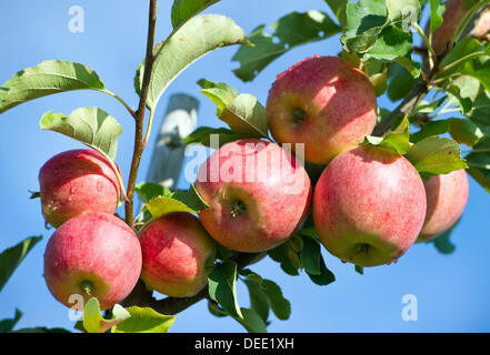 Ripe apples hang from the branch of an apple tree in Markendorf, Germany, 11 September 2013. The harvest season for pomaceous fruits is kicking off in Germany. Photo: Patrick Pleul Stock Photo