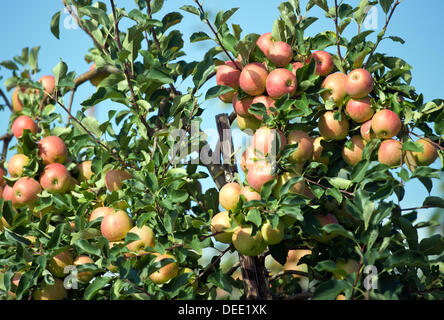 Ripe apples hang from the branch of an apple tree in Markendorf, Germany, 11 September 2013. The harvest season for pomaceous fruits is kicking off in Germany. Photo: Patrick Pleul Stock Photo