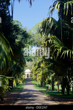 Royal Botanical Gardens, Peradeniya, Kandy, Sri Lanka, Asia Stock Photo