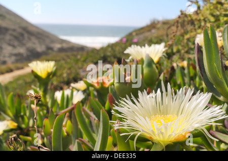 Ice plant (Hottentot fig) (Carpobrotus edulis), yellow form, flowering in a dense carpet, Praia do Martinhal dunes, Portugal Stock Photo