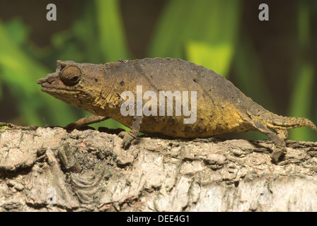 Spectral Pygmy Chameleon, Rhampholeon spectrum Stock Photo