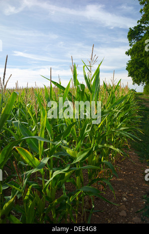 Maize growing, UK Stock Photo
