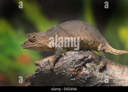 Spectral Pygmy Chameleon, Rhampholeon spectrum Stock Photo