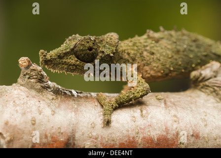 Rosette-nosed Chameleon, Rhampholeon spinosus Stock Photo