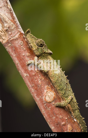 Rosette-nosed Chameleon, Rhampholeon spinosus Stock Photo