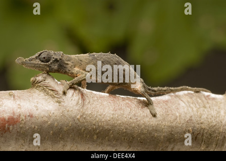 Rosette-nosed Chameleon, Rhampholeon spinosus Stock Photo