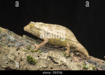 Bearded pygmy chameleon, Rieppeleon brevicaudatus Stock Photo