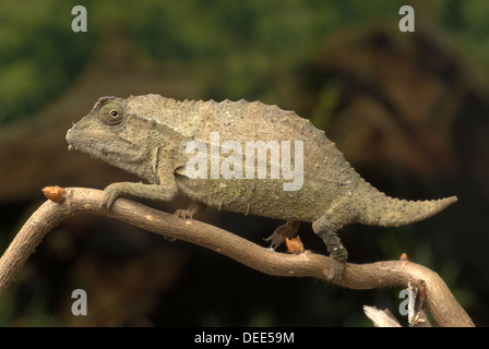 Bearded pygmy chameleon, Rieppeleon brevicaudatus Stock Photo