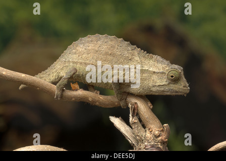 Bearded pygmy chameleon, Rieppeleon brevicaudatus Stock Photo