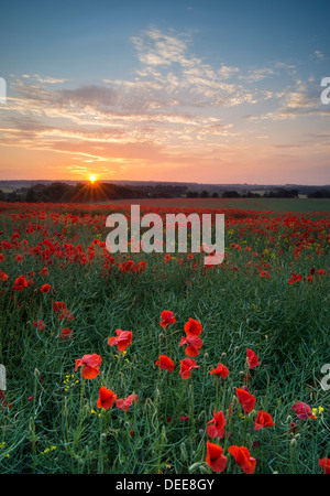 Poppies at sunset in an English field. 'At the going down of the sun and in the morning We will remember them.' Stock Photo