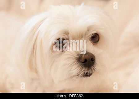 Pet Maltese terrier dog Stock Photo