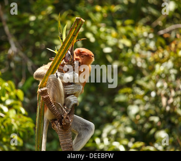 Proboscis Monkey inTanjung Puting National Park Indonisia Stock Photo