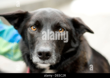Happy dog Stock Photo