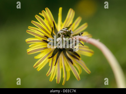 close up of a Dandelion back view Stock Photo