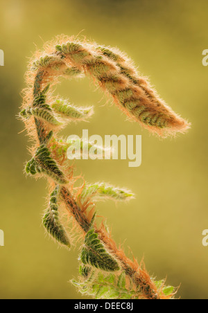 Fern frond unfurling Stock Photo