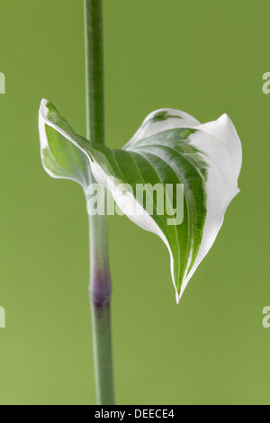 Single Hosta leaf on stem Stock Photo