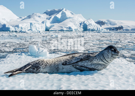 Adult leopard seal (Hydrurga leptonyx) on ice in Cierva Cove, Antarctic Peninsula, Antarctica, Southern Ocean, Polar Regions Stock Photo
