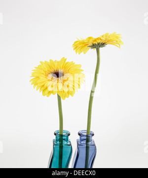 Two yellow Gerberas in colorful glass vases Stock Photo