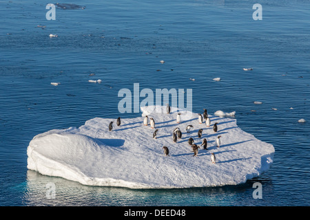 Adult gentoo penguins (Pygoscelis papua) on ice floe in the Errera Channel, Antarctica, Southern Ocean, Polar Regions Stock Photo