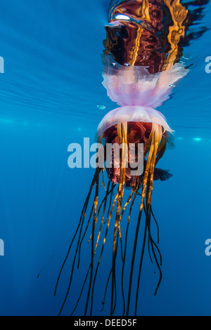 Unidentified large jellyfish in brash ice, Cierva Cove, Antarctica, Southern Ocean, Polar Regions Stock Photo