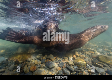 Antarctic fur seal (Arctocephalus gazella) pups underwater in Stromness Bay, South Georgia, South Atlantic Ocean, Polar Regions Stock Photo