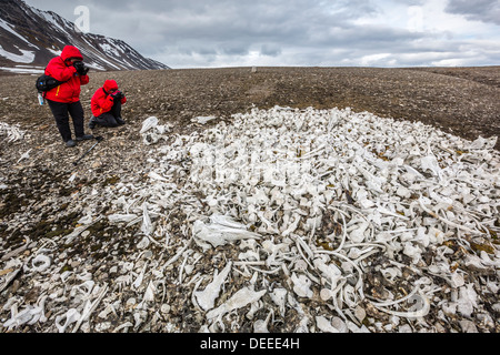 Littered beluga bones left by whalers, Delphinapterus leucas, at Ahlstrandhalvoya, Bellsund, Svalbard, Norway Stock Photo