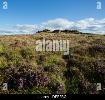 Bellever Tor in late summer with flowering pink heathers, Dartmoor National Park Devon Uk Stock Photo