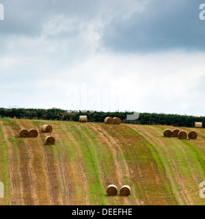 Rolled Bales of Hay Lie in Fields Waiting to be Collected Stock Photo