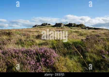 Bellever Tor in late summer with flowering pink heathers, Dartmoor National Park Devon Uk Stock Photo