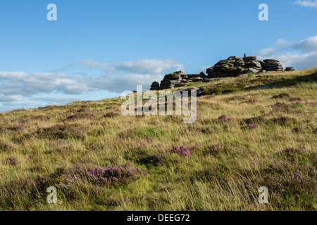 Bellever Tor in late summer with flowering pink heathers, Dartmoor National Park Devon Uk Stock Photo