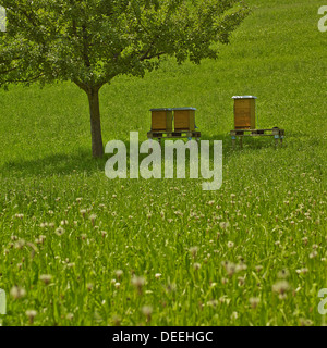 Alpine Beehives, The Swiss Alps. Healthy Natural Landscape. Stock Photo