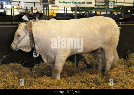 A pedigree Charolais bull at the Bath & West Show, Somerset, UK Stock Photo