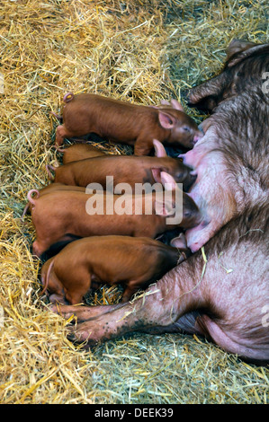 Piglets suckling at the Bath & West Show, Somerset, UK Stock Photo
