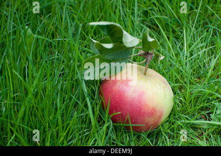apple fallen from tree in green grass Stock Photo