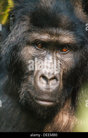 silverback gorilla in wild on Uganda Stock Photo