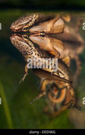 Smooth newts / common newt (Lissotriton vulgaris / Triturus vulgaris) displaying courtship behaviour underwater in spring Stock Photo