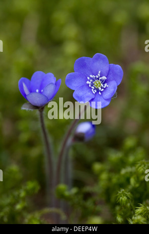 Common Hepatica / liverwort / kidneywort / pennywort (Anemone hepatica / Hepatica nobilis) in flower, Sweden, Scandinavia