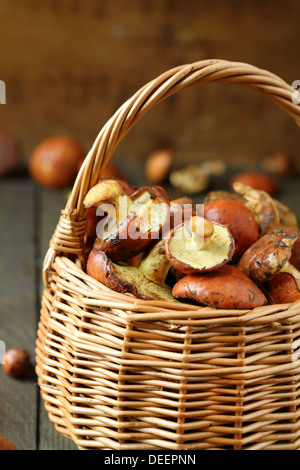 basket full of fresh yellow boletus mushrooms, food Stock Photo