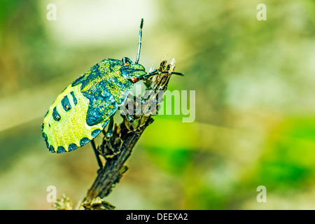 The green stink bug (Acrosternum hilare) Stock Photo