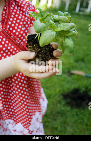 Two year-old little girl holding a basil plant in her hands Stock Photo